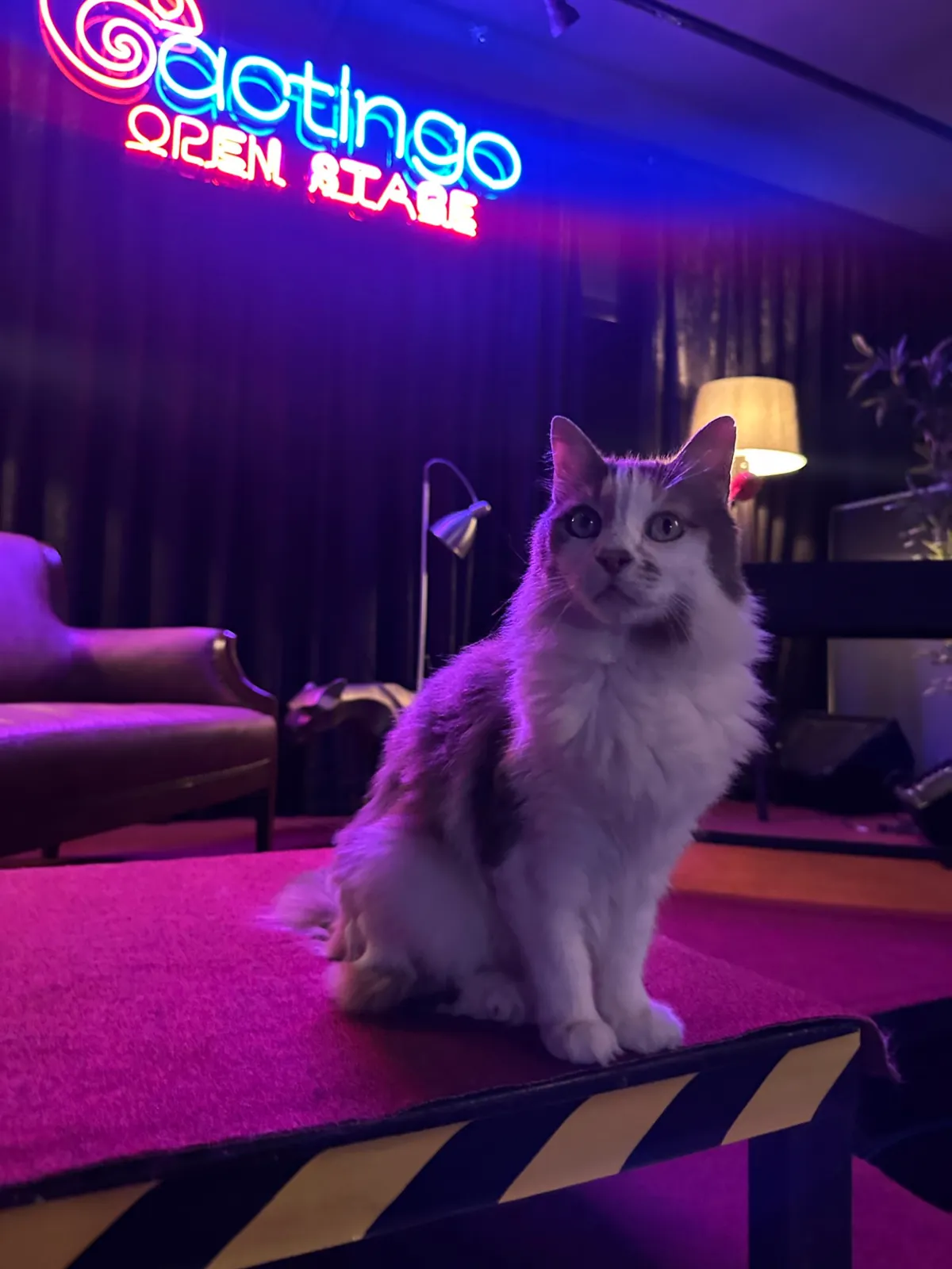 Actingo Stage etkinlik fotoğrafı 3